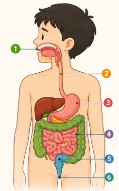 LM 2 - Nutrisi dan Sistem Pencernaan (September)